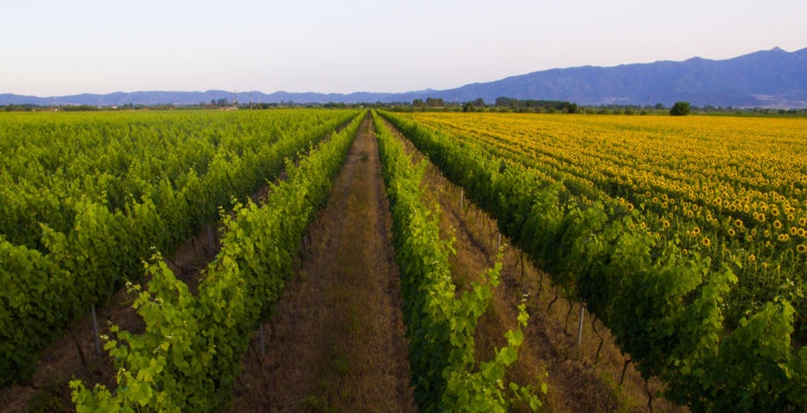 rows of vines at 'Oenogenesis Estate' vineyards in the background of trees and mountains